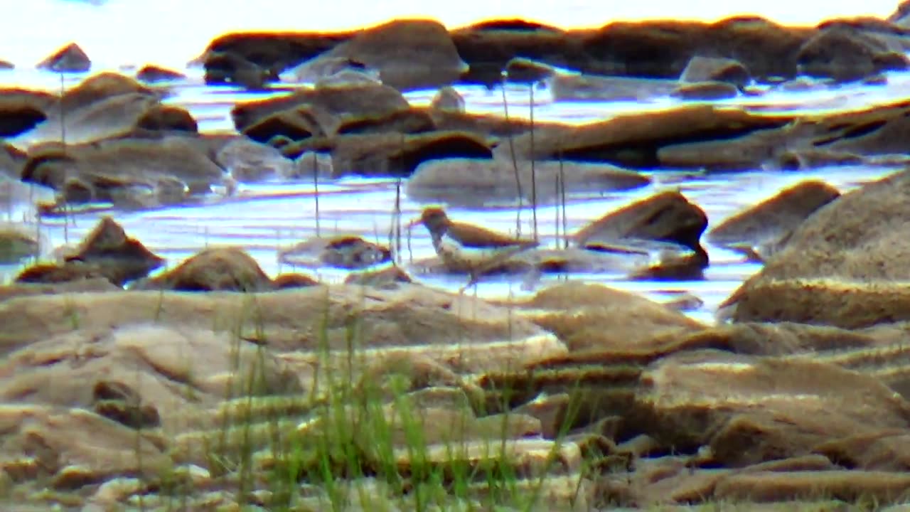 Sandpiper