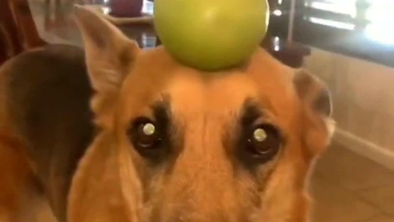 Funny Animal videos