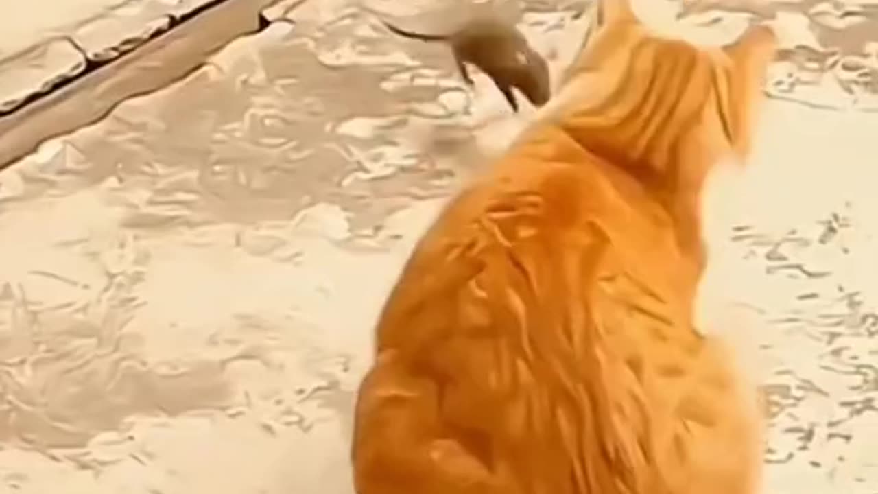 Funny videos dio 10