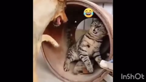 Funny Dogs And Cats Videos 2023 😅 - Best Funniest Animal Videos Of The week #2023 Life pawty #cat