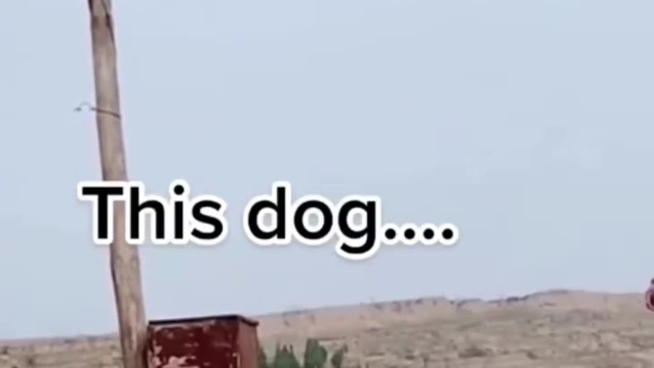 Dog’s SECRET Hidden Talent