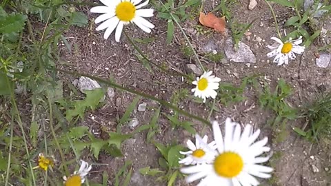 Daisies