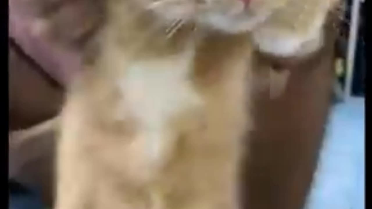 Dosto ise billi ka dance 😱 dekh ap apni hasi rok nahi paogay