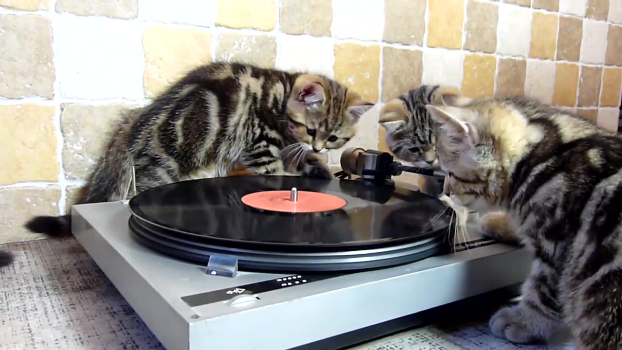 Cute kitten || little kitten playing