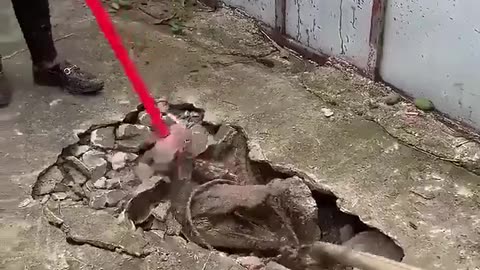 I could not believe my eyes