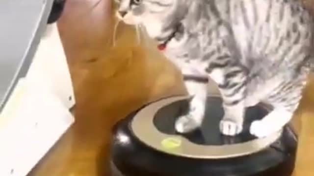Cat Video