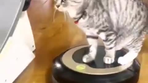 Cat Video