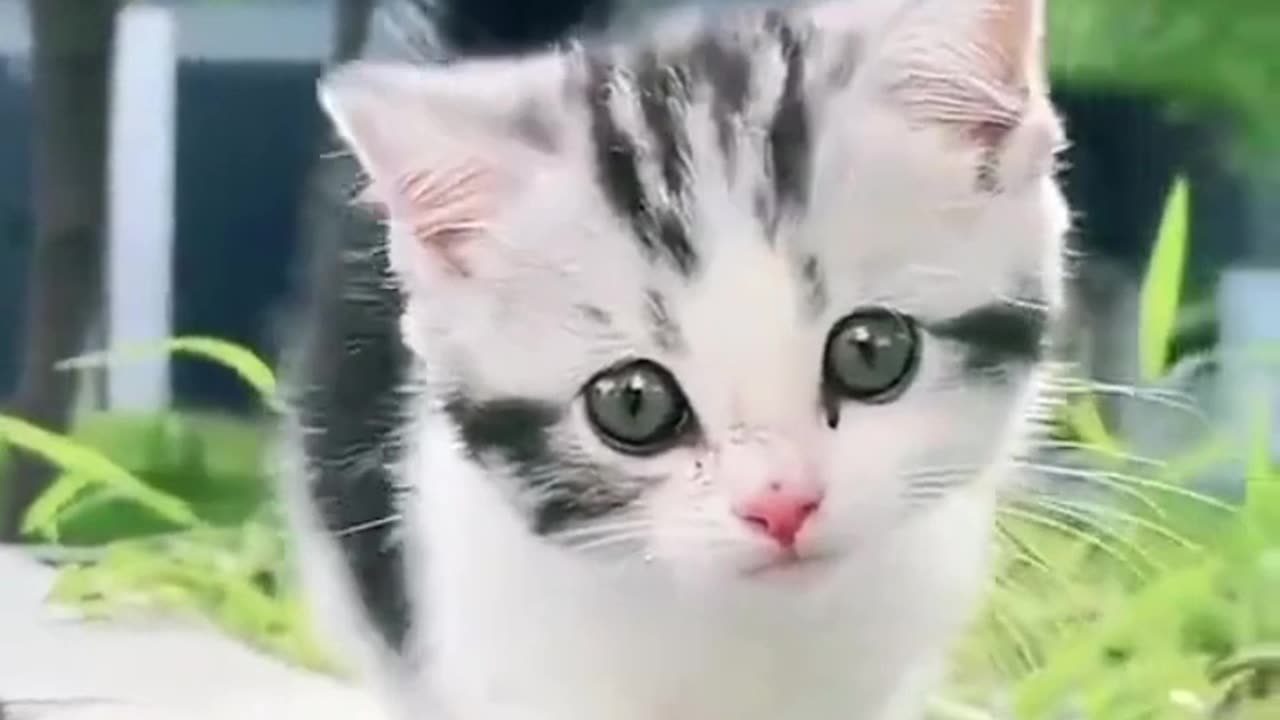 Cute catto🐱