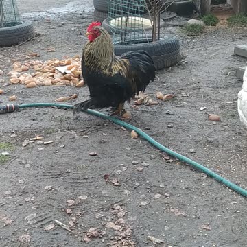 Little Rambo rooster 🐔🐤🐓
