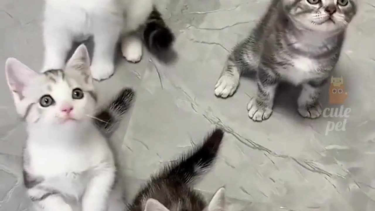 Funny cats😂😂