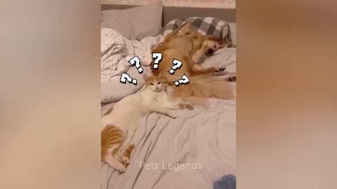 Cat and dogs funny video