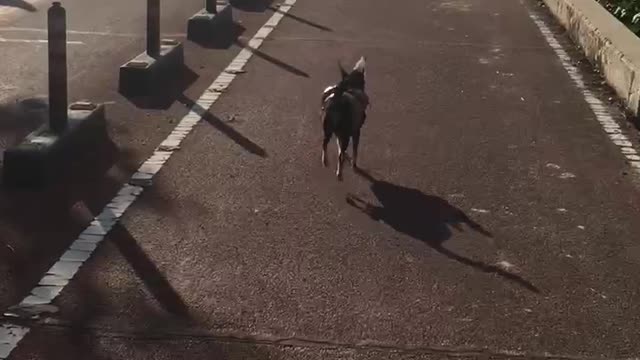 Run!Run! Kongal!