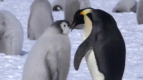 How to feed chicks 🍤🦐🦑🍧