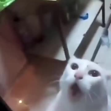 Gato com medo de rato