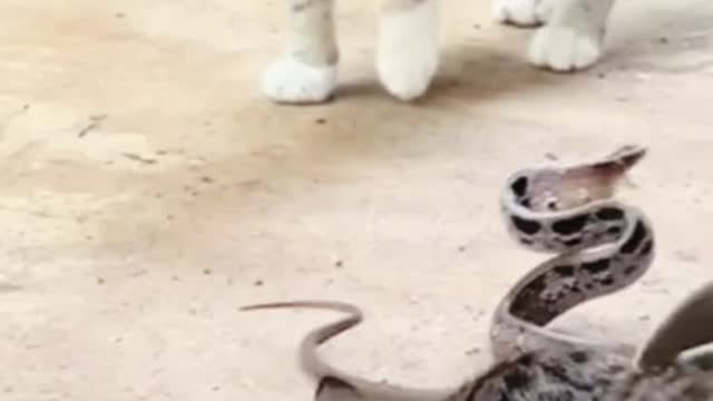 Cat vs snak stand of | cat snake flight