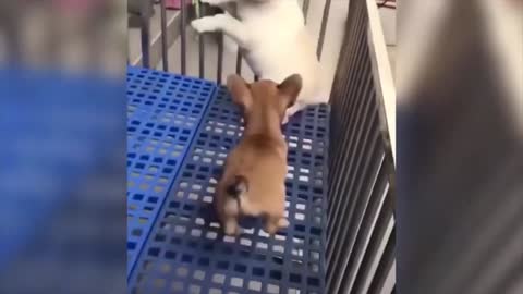 Best Cute Cats Funny Dogs Videos Ever - Funny Animals