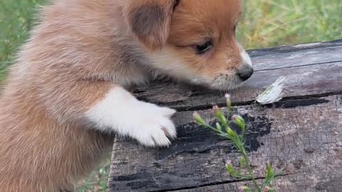 Butterfly gives the dog a warm hug 🦋 Adorable pet, dog