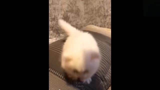 😍Cute Cats and Funny Dogs Videos Compilation💗