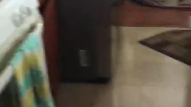 Doberman attacks and bites my arm