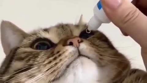 Cute and funny cat video.