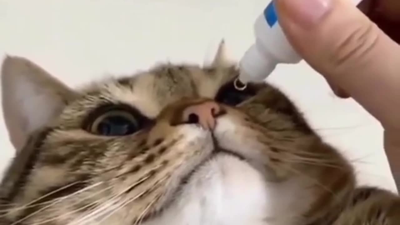 Cute and funny cat video.