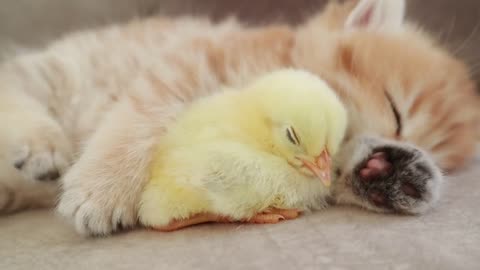 Little orange cat meets his little yellow friend