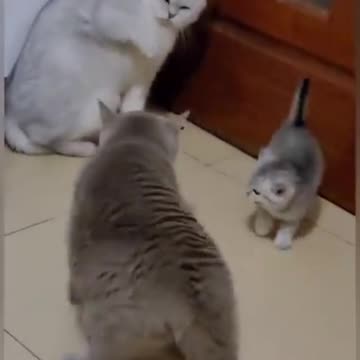 cat full funny and crezy video