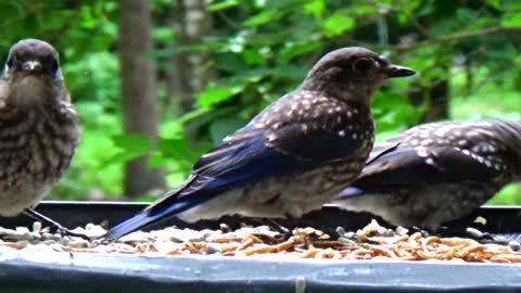 Baby Bluebirds