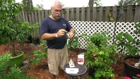 Stop Citrus Leaf miners Save your Oranges, lemons and Limes