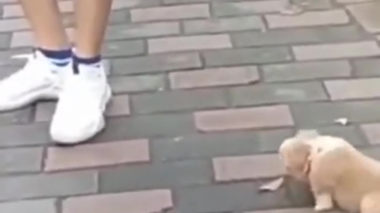 Dog funny video!😅