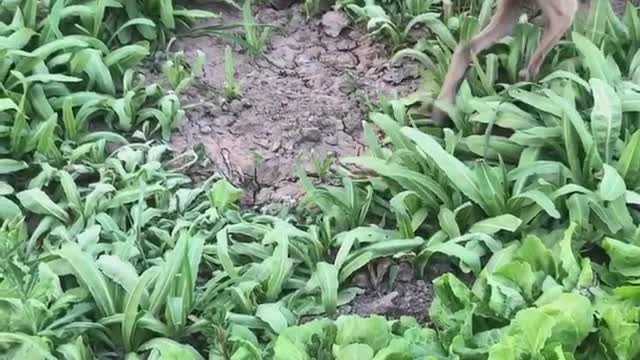 What did the dog flnd in the vegetadle fleld