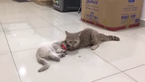 Fanny cat videos
