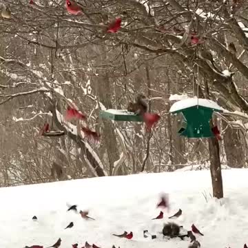 Feeding the nature wild birds