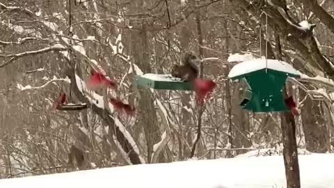 Feeding the nature wild birds