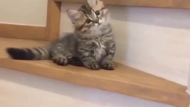 The kitten walking the stairs, cute