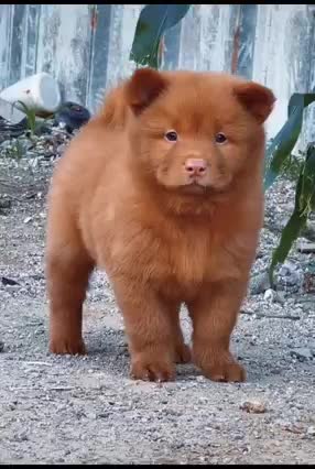 a dog life is short than human