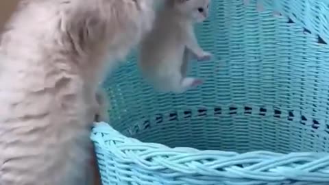 cat videos funny moments