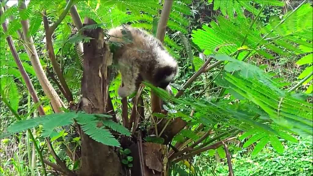this animal is cute but dangerous