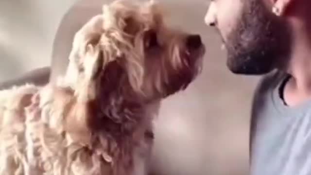 funniest dogs and cats in the world