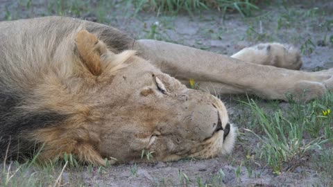 Close up from a male lion opening his eyes at Central Kalahari Game Reserve, Botswana