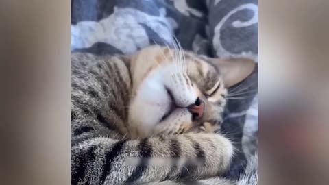 Funny animal videos 😂