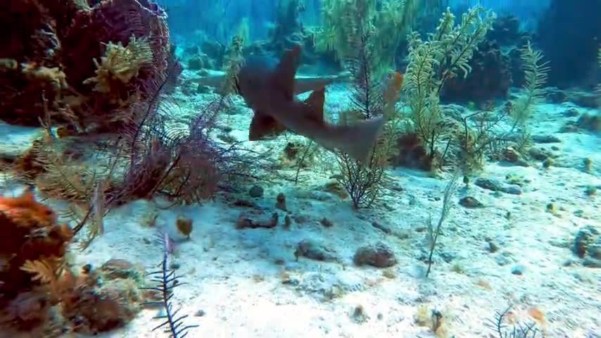 Baby nurse shark approaches scuba diver for a boop on the nose