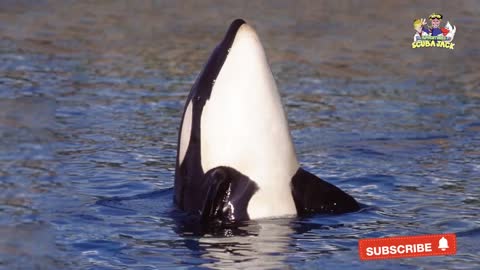 Interesting Facts About Killer Whales