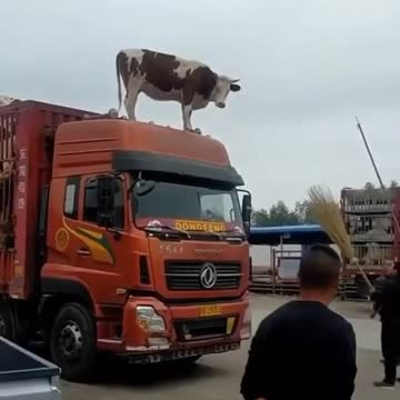 How it felt after exiting the container, never stopping again. funny videos