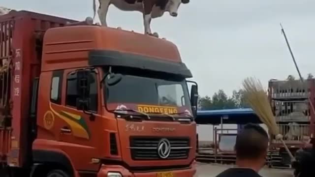 How it felt after exiting the container, never stopping again. funny videos