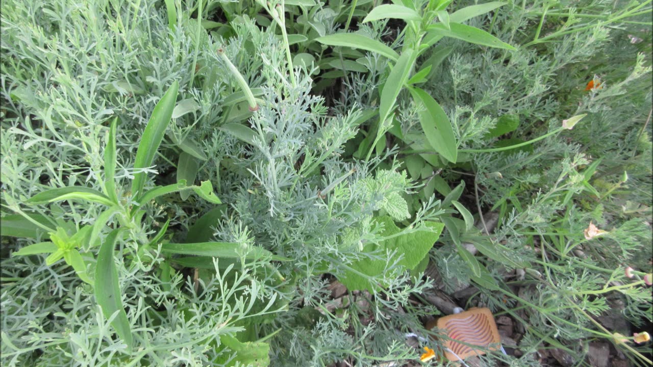 A Wild Bloomer California Poppy July 2022