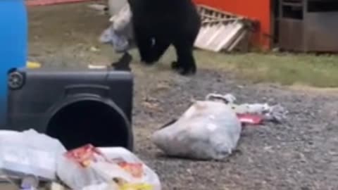 Black Bear Raids The Trash