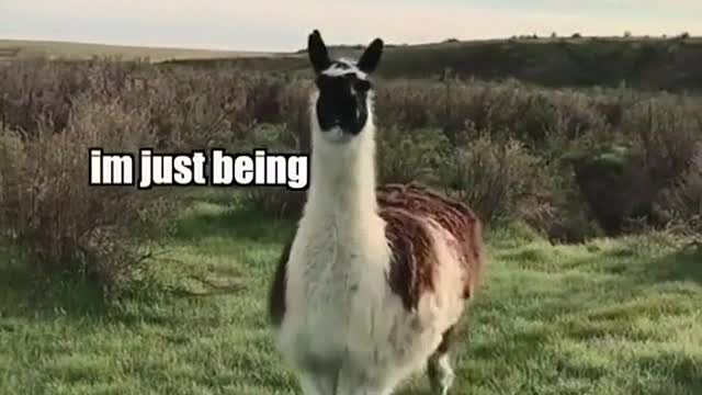 Tony the Llama vid from