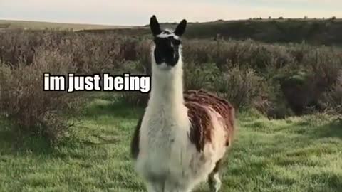 Tony the Llama vid from