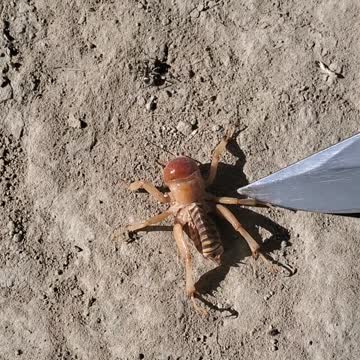 Mysterious Cricket how did it die.